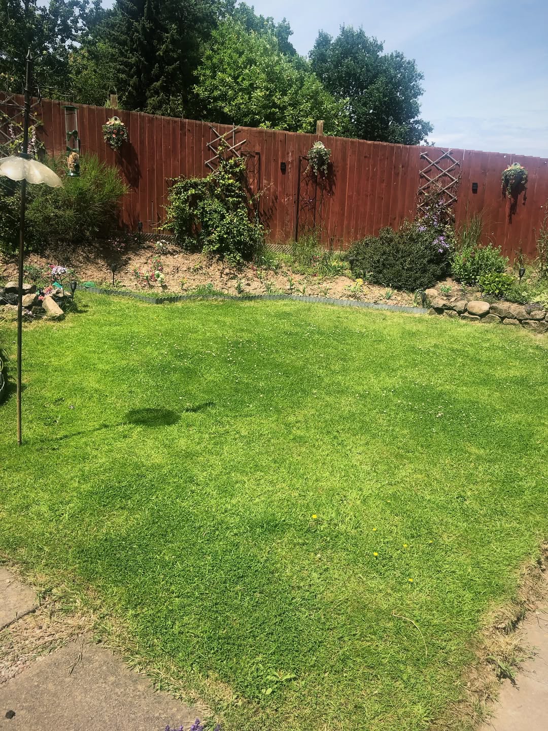 Patchy back lawn before