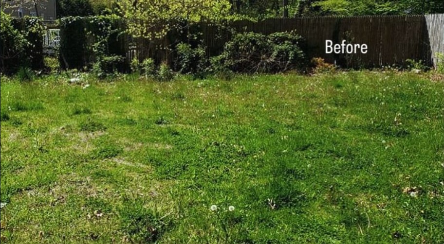 Waist-high back lawn reset — before Louis started
